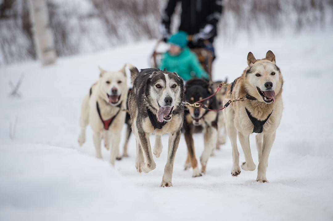 Auberge-du-Lac-Taureau-chiens-traineau