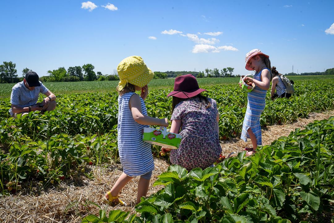 Ferme Cormier fruit picking