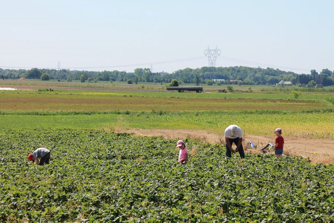 Ferme JL Leblanc