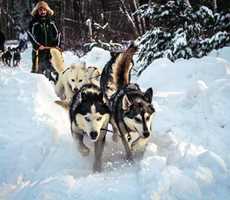 laforce-expedition-traineau-a-chiens