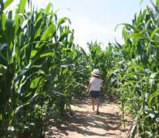 corn labyrinth