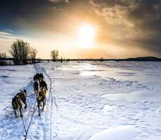 Dogsledding - Les Aventures Liguoriennes