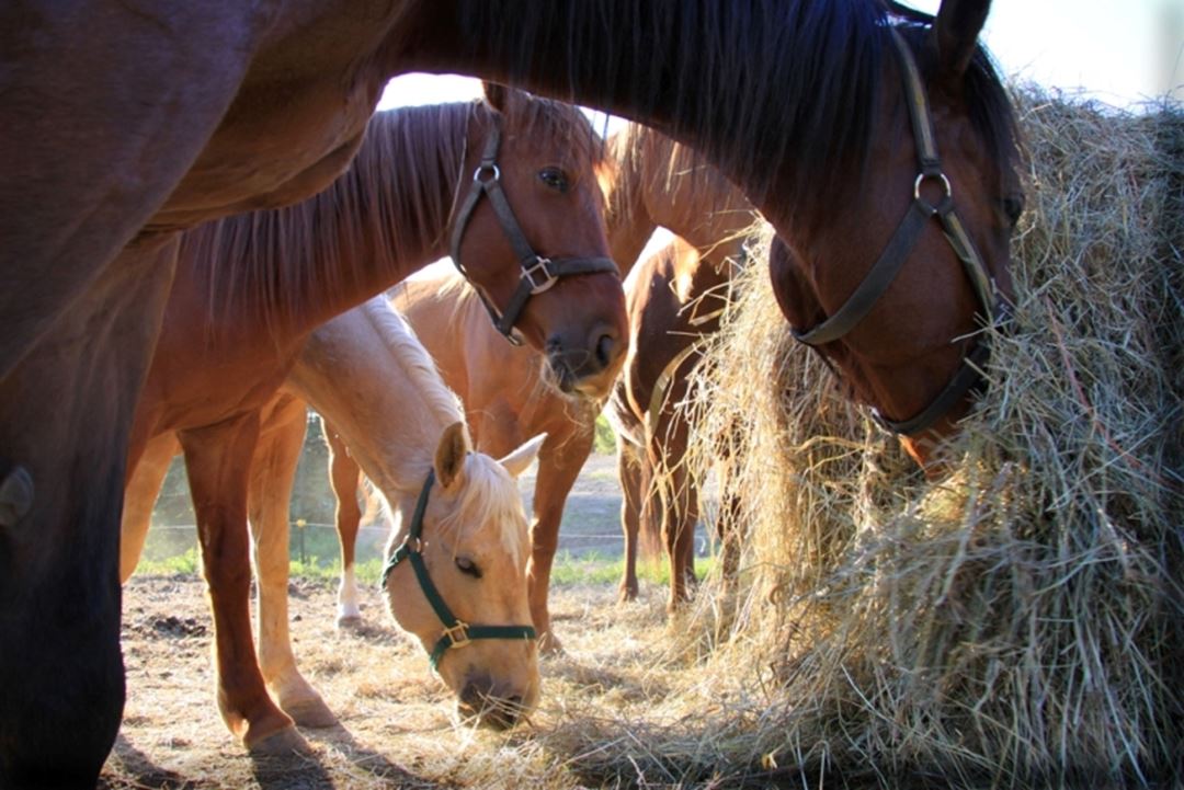 Domaine-Sam-Calm-chevaux