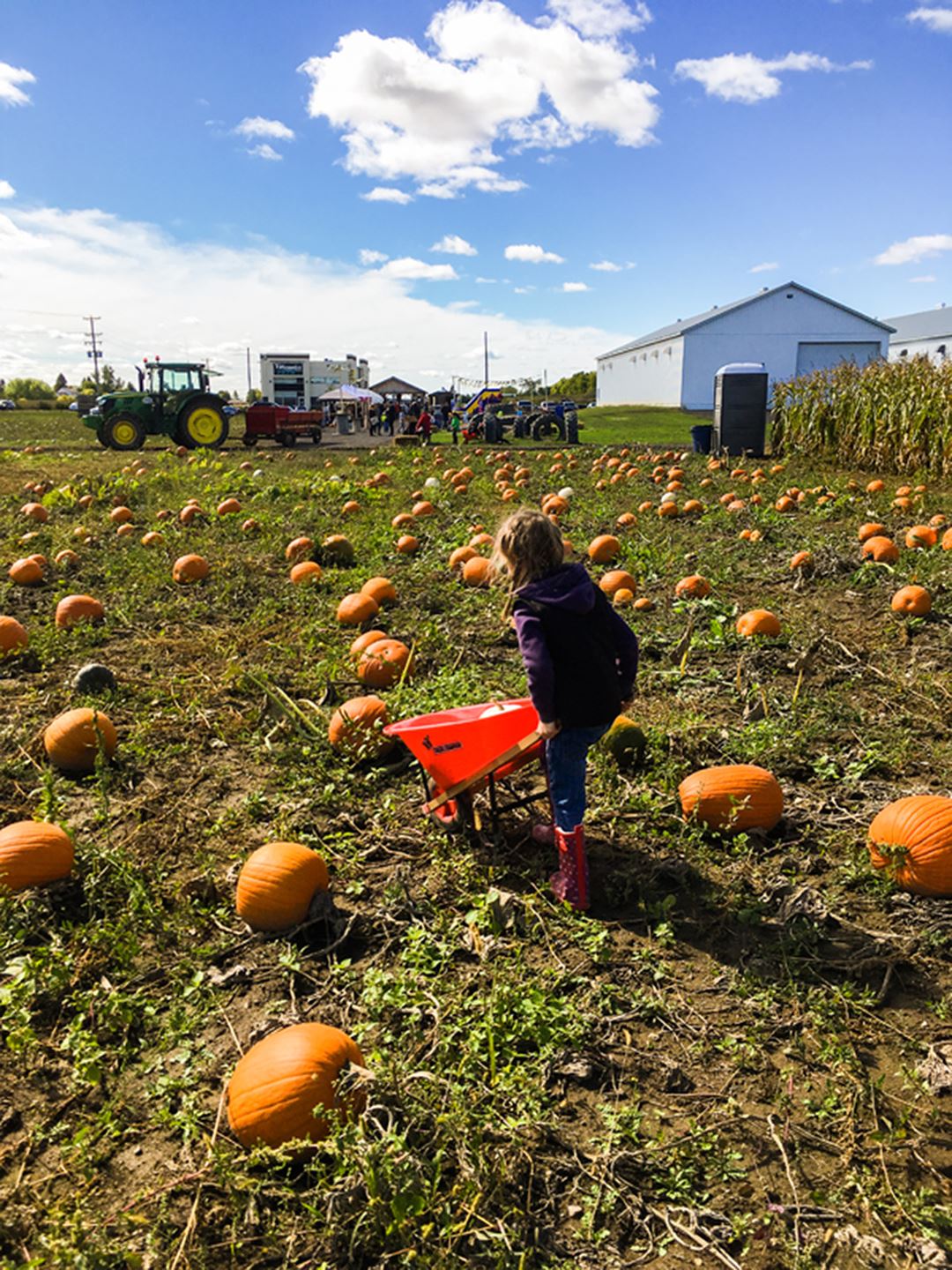 Champ de citrouilles à la Ferme Mathieu Lavoie
