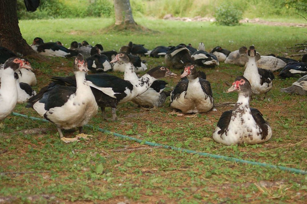 Ducks in summer