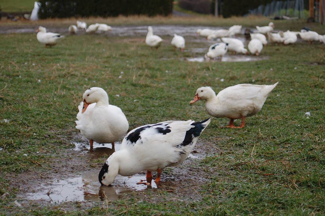 Ducks in autumn