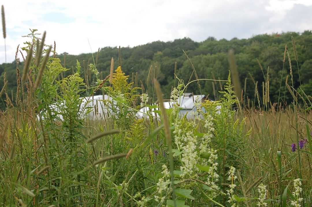 The pasture