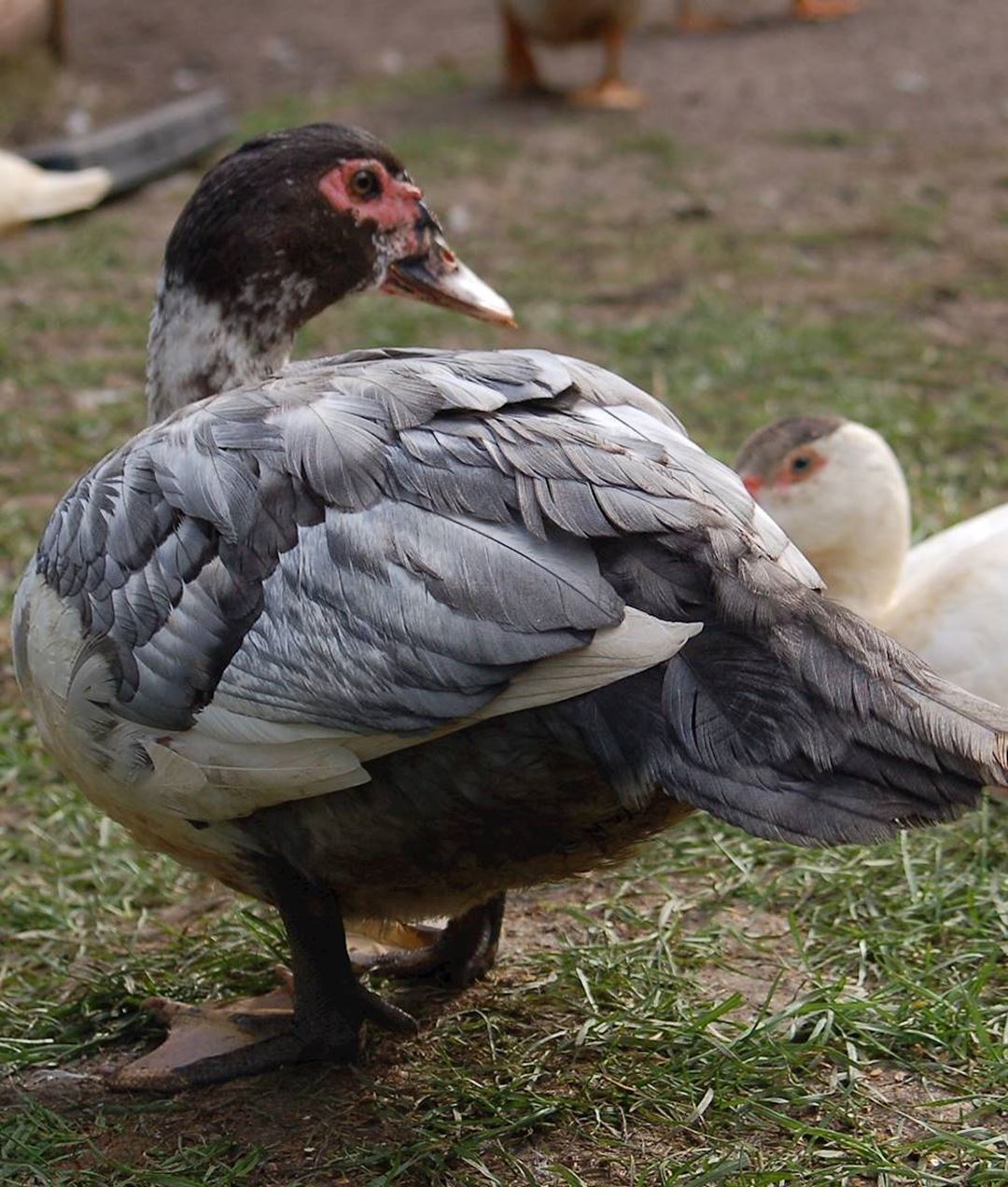 Proud Barbary duck