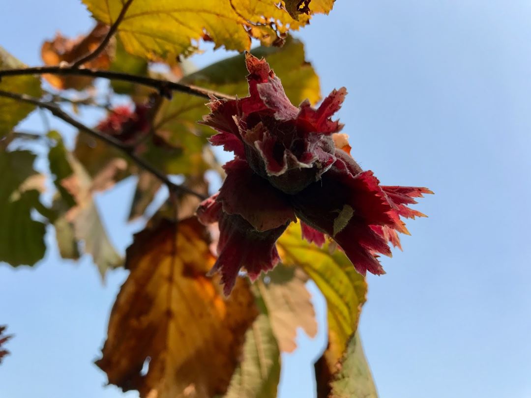 Au jardin des noix