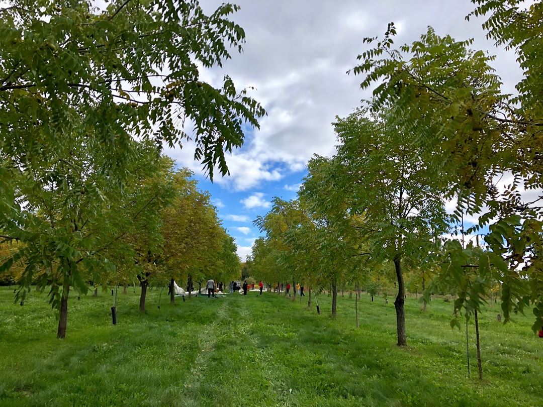 Au jardin des noix