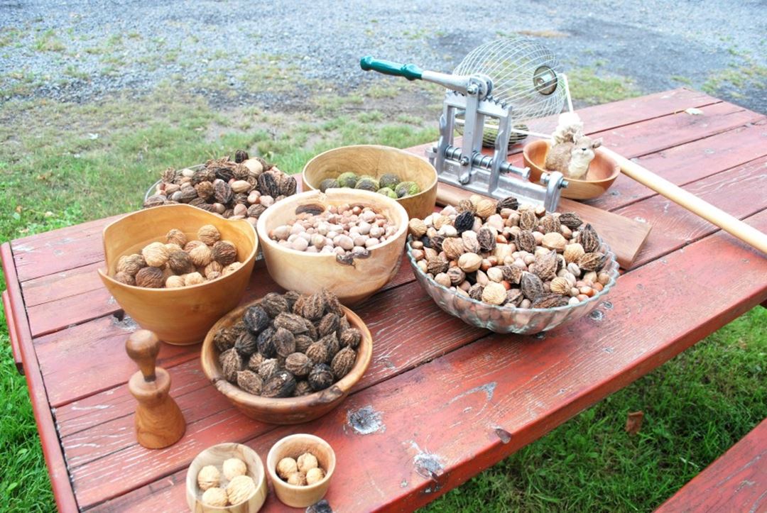 Au jardin des noix