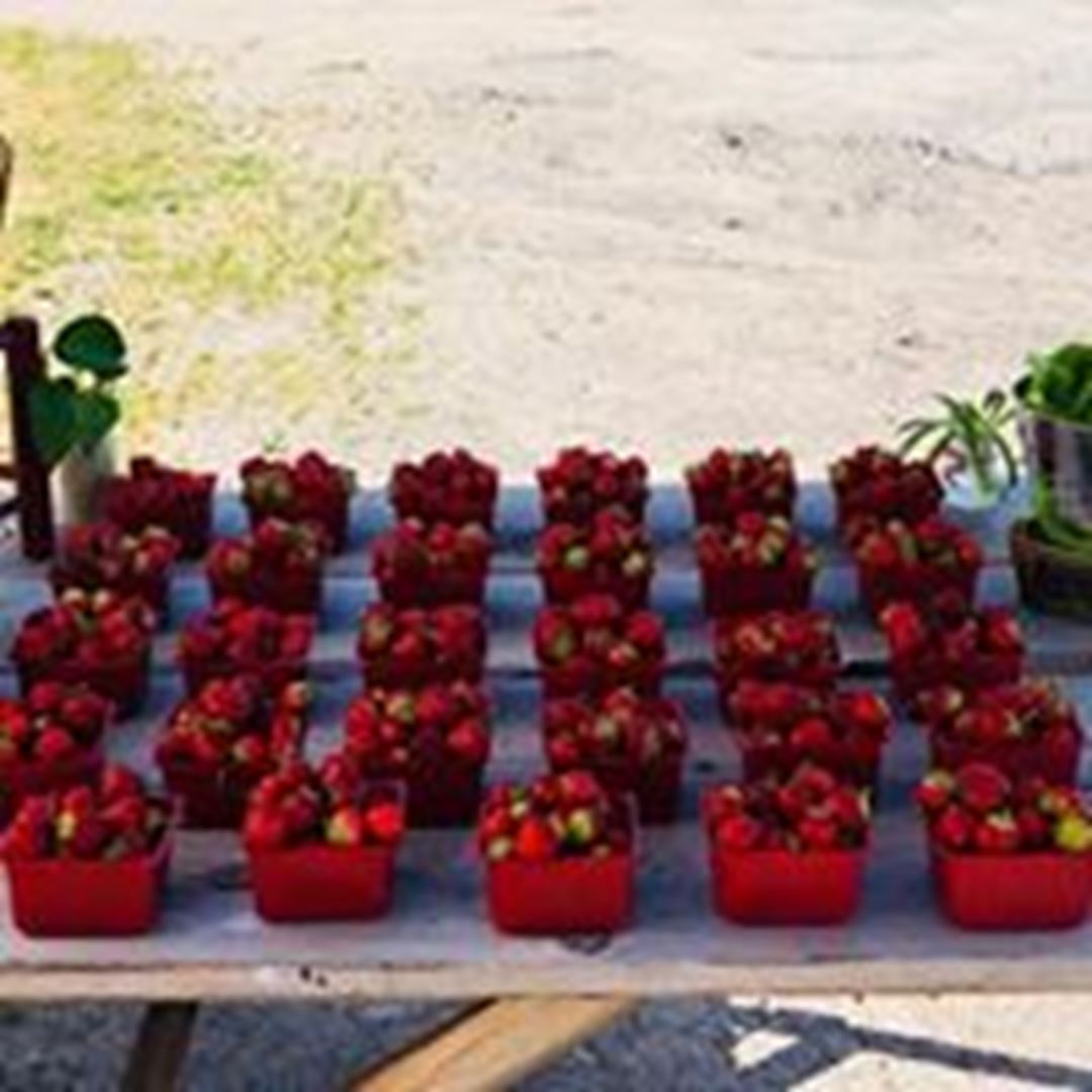 Table of strawberries and other vegetables arranged in the shade of the sun.