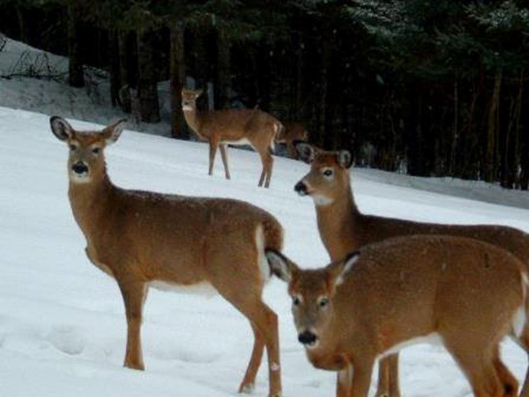 Cerf de Virginie.