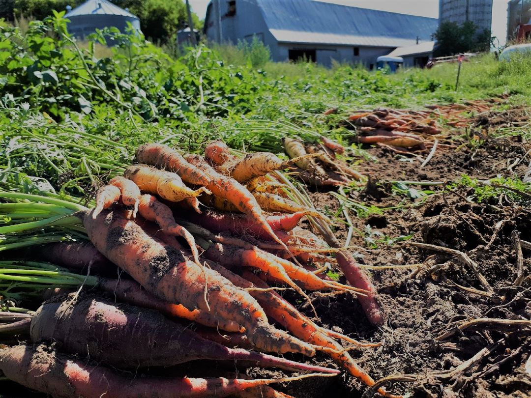 Carottes de la Cabane à sucre Côte-à-Joly