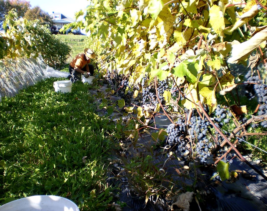 Vines from Vignoble du Vent Maudit