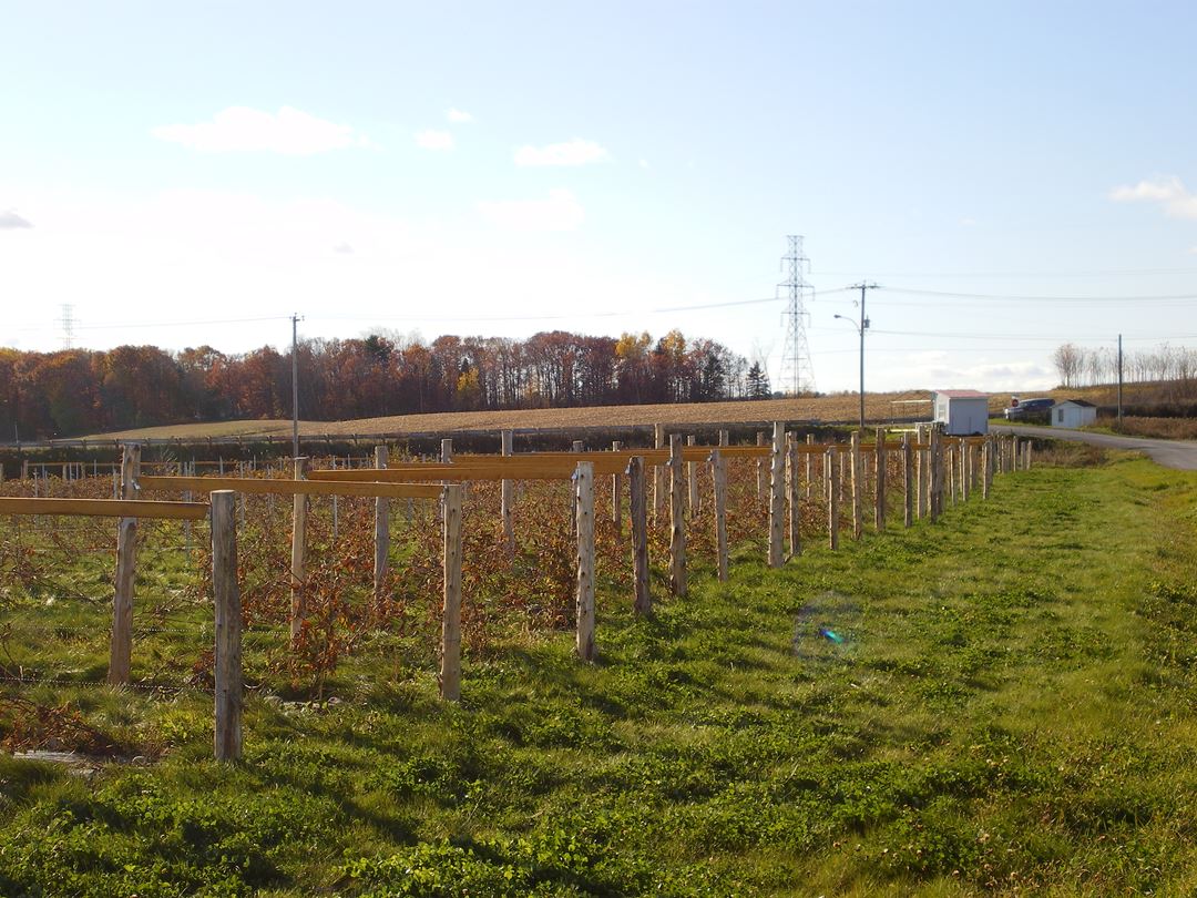 Vines from Vignoble du Vent Maudit