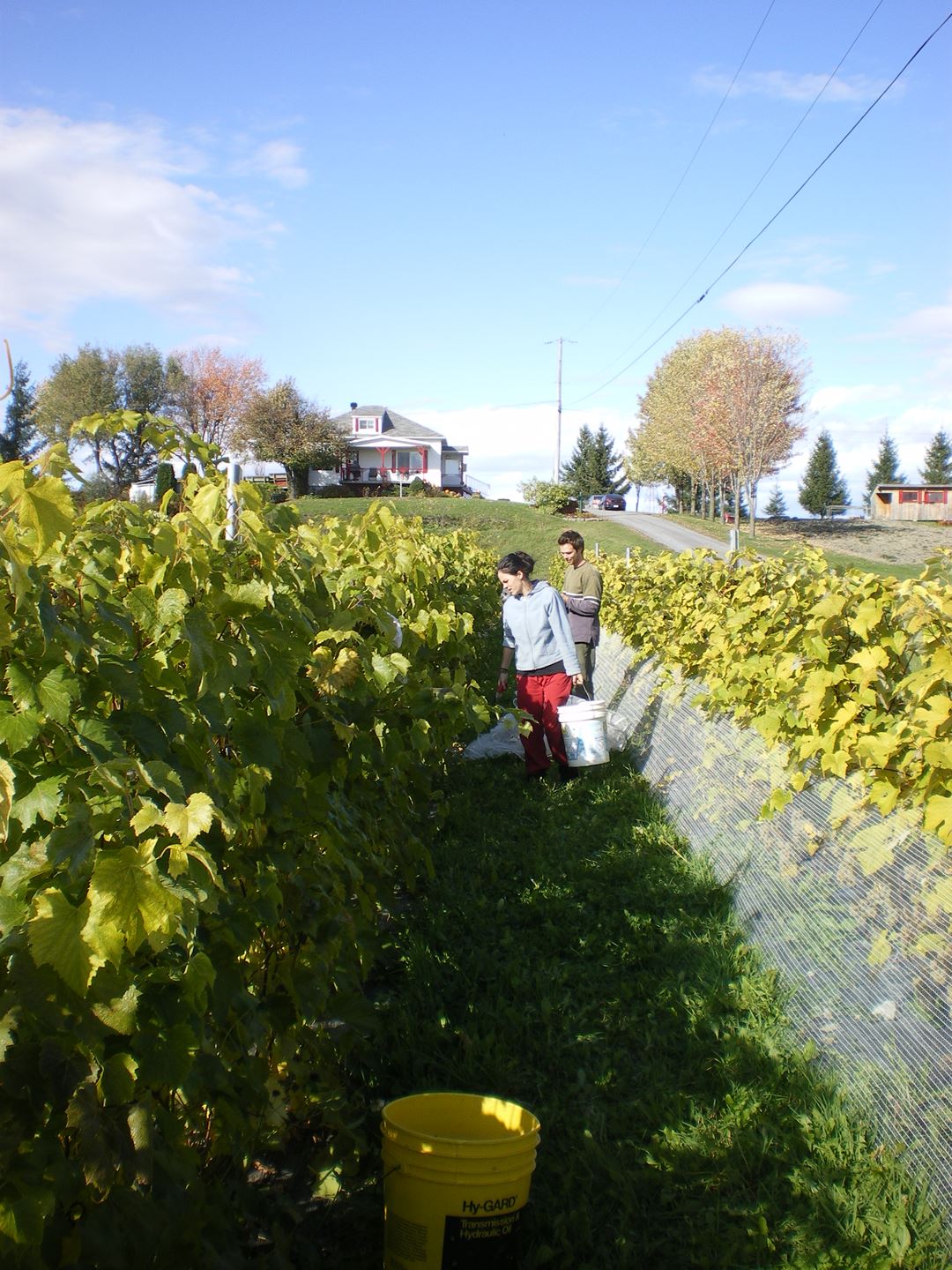 Vines from Vignoble du Vent Maudit
