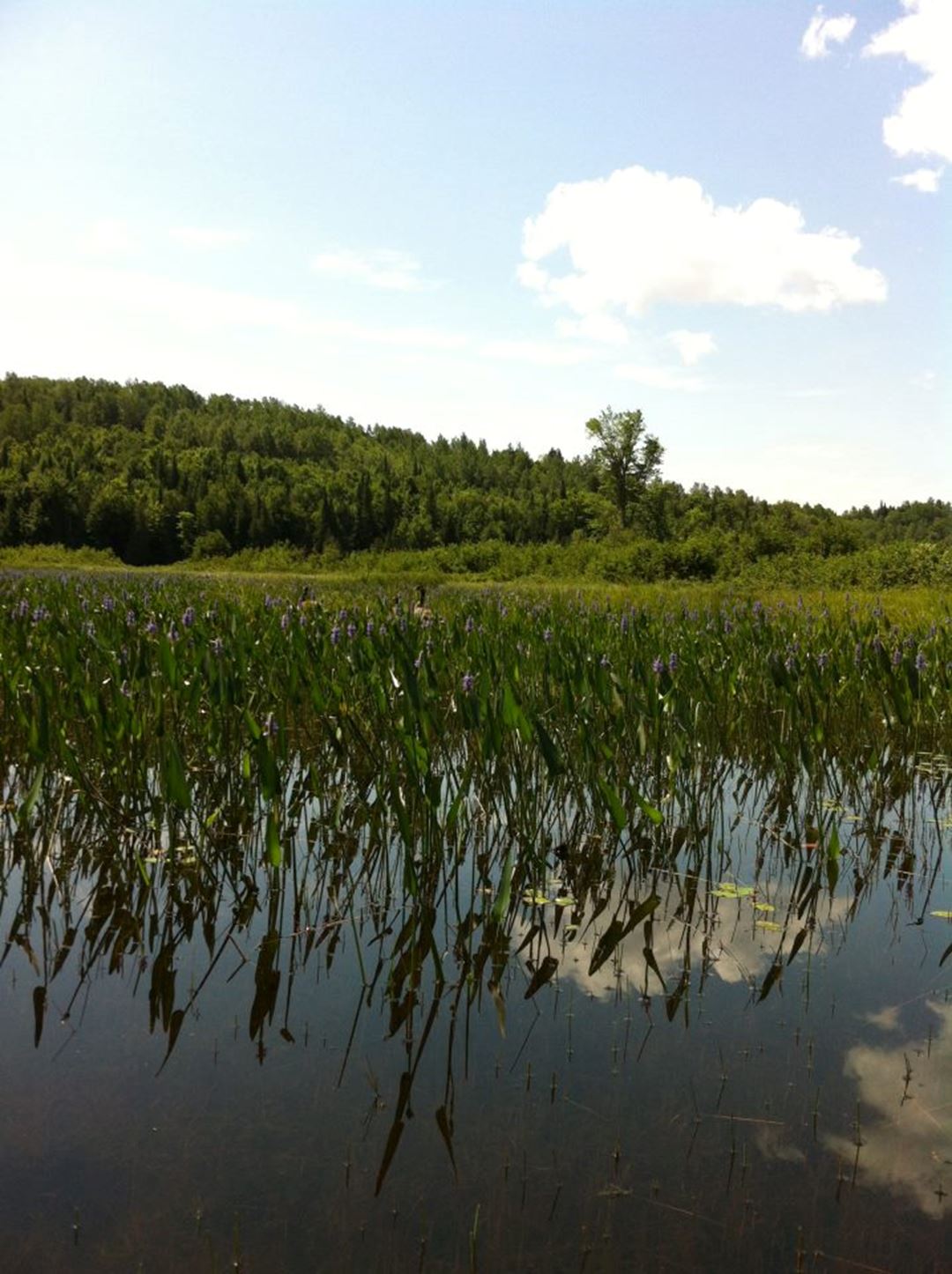 Parc des Cascades