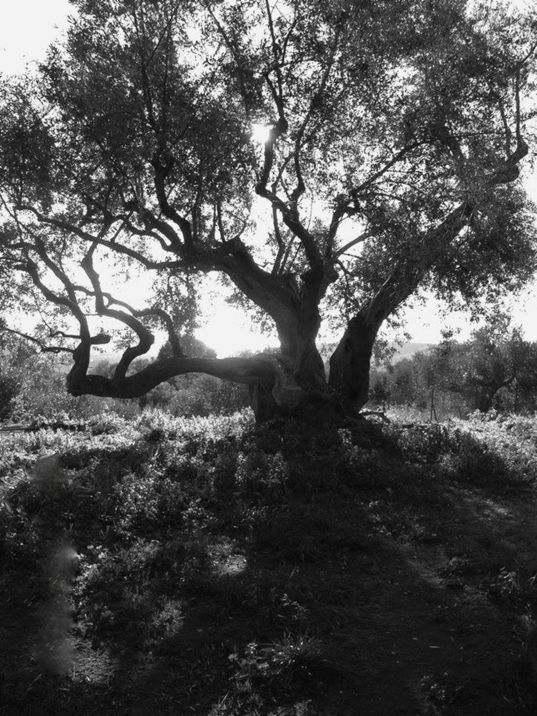 Domaine et vignoble Stravopoulos