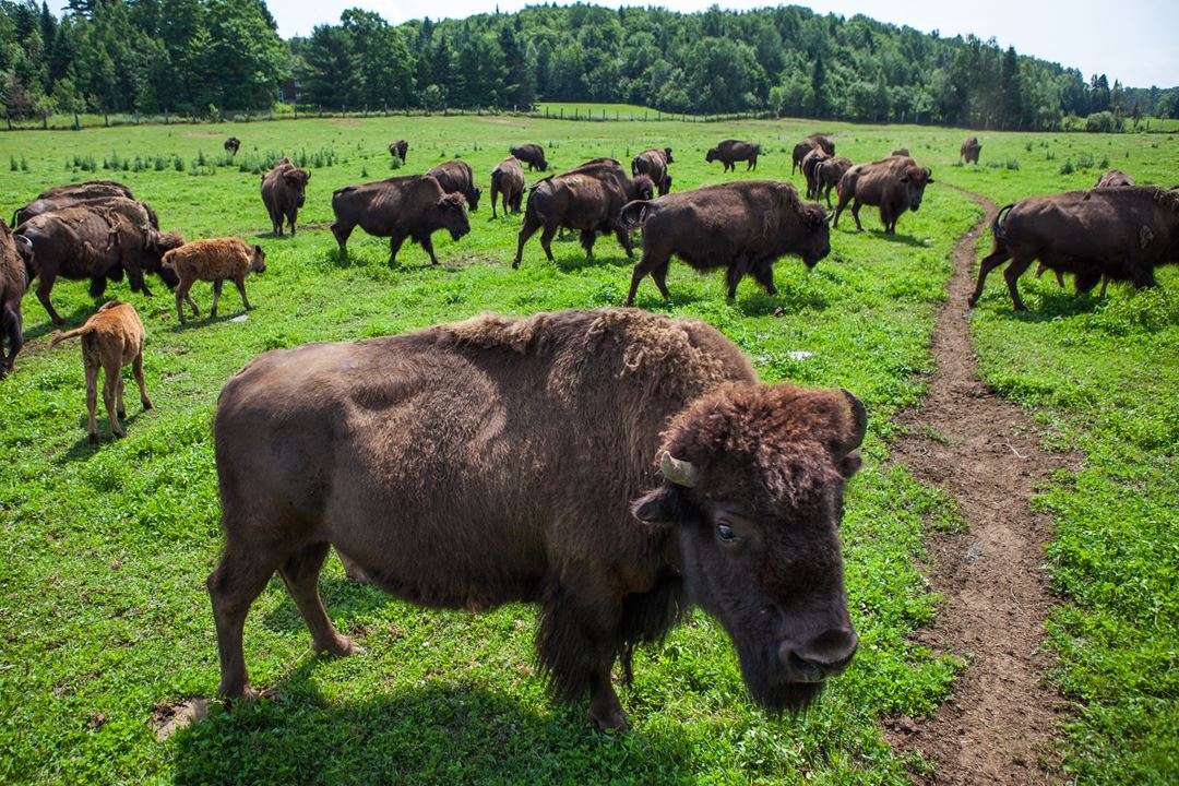 La Terre des Bisons