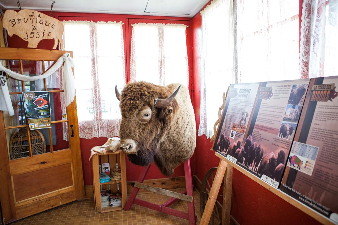 La Terre des Bisons