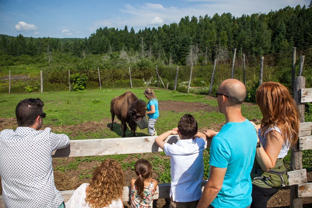 La Terre des Bisons