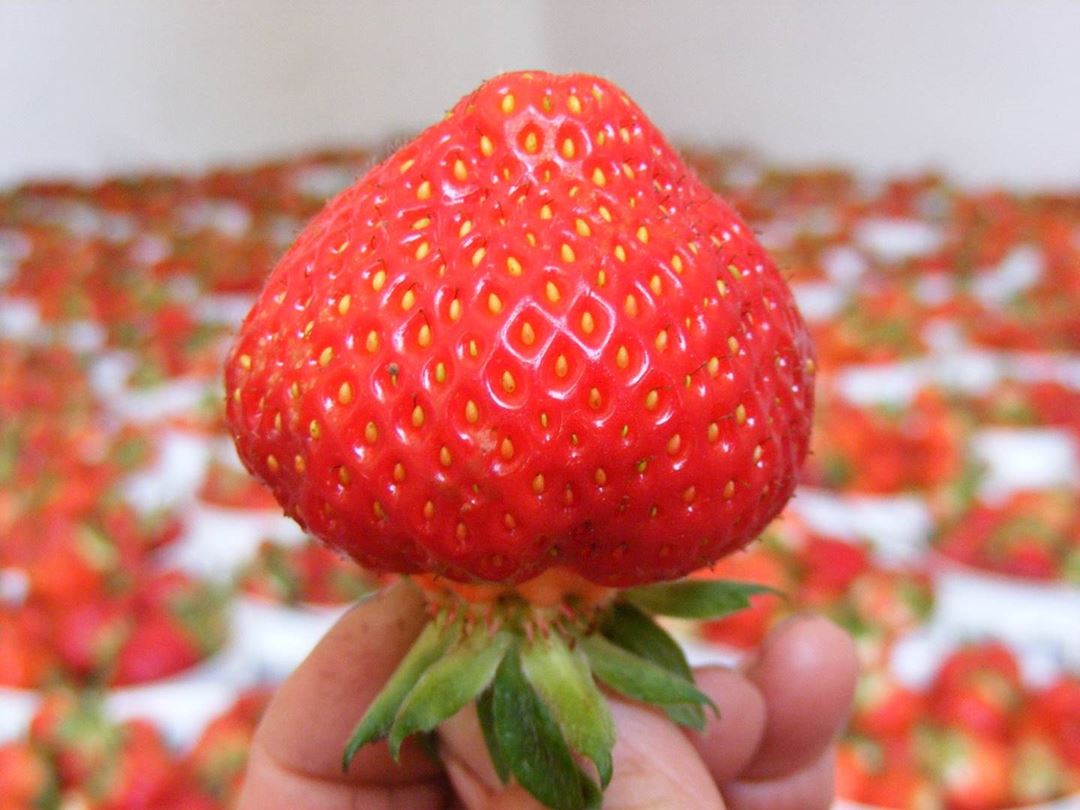 Fraise