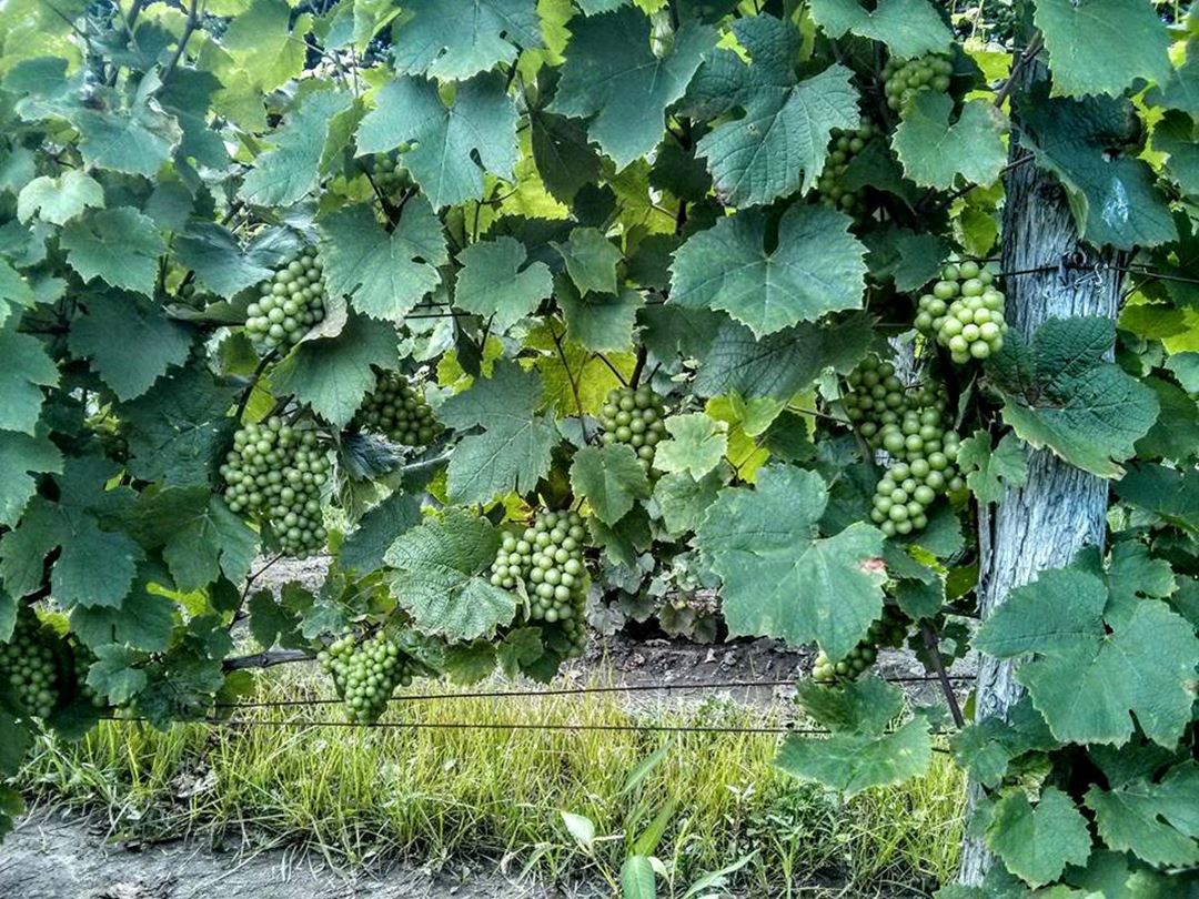 Vignoble Carone