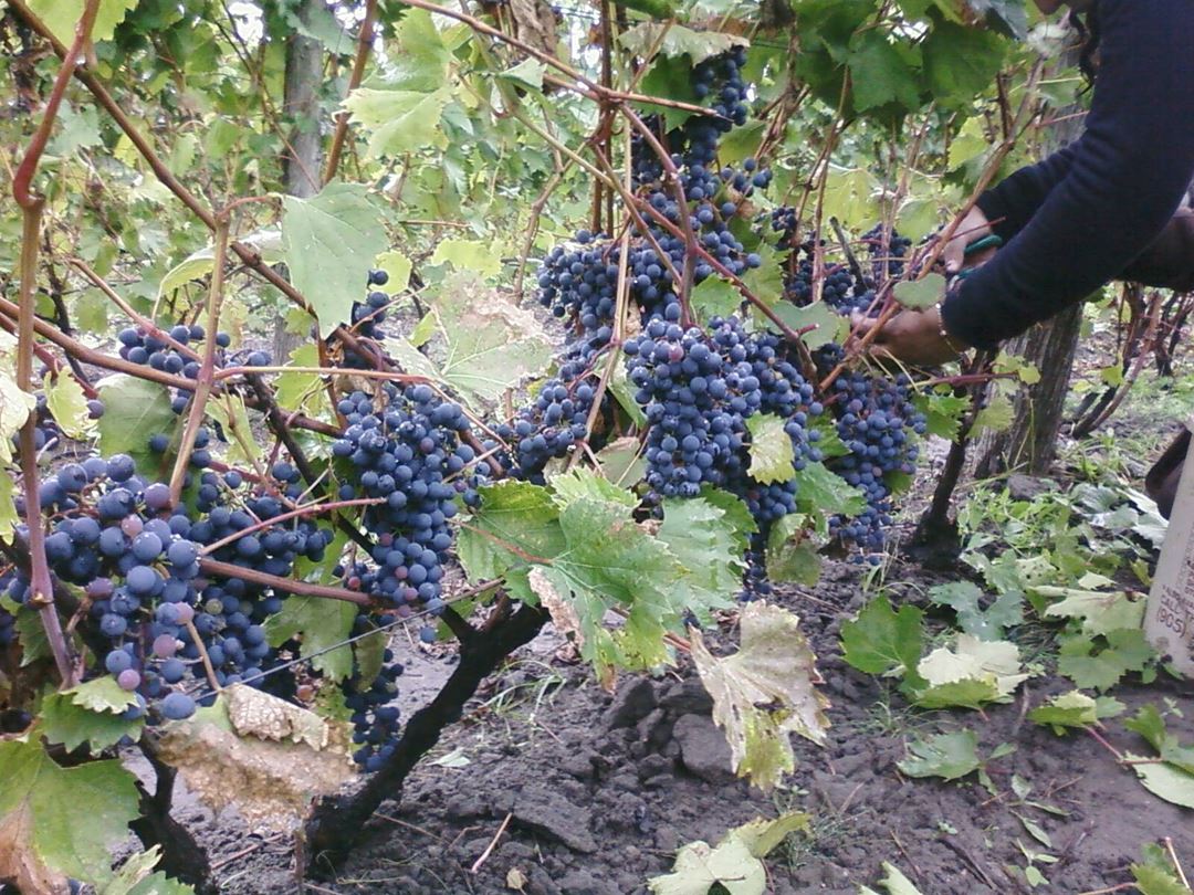 Vignoble Carone