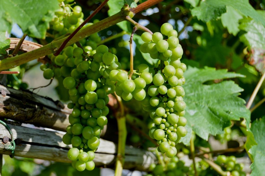 Aux Pieds des Noyers , Vignoble - Traiteur