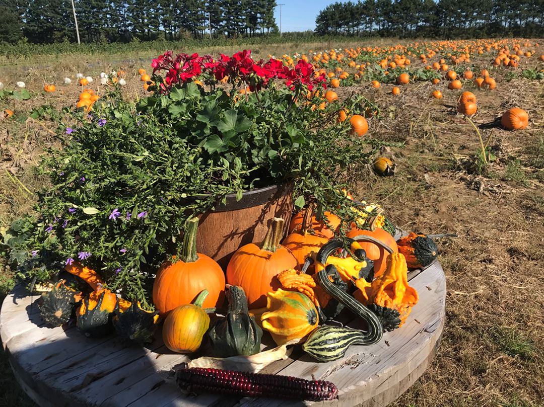 Pumpkins at Bleuetière Asselin