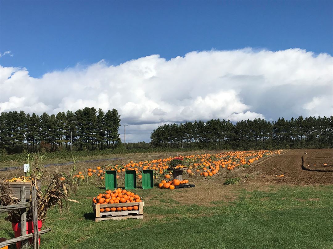 Pumpkin fields at Bleuetière Asselin