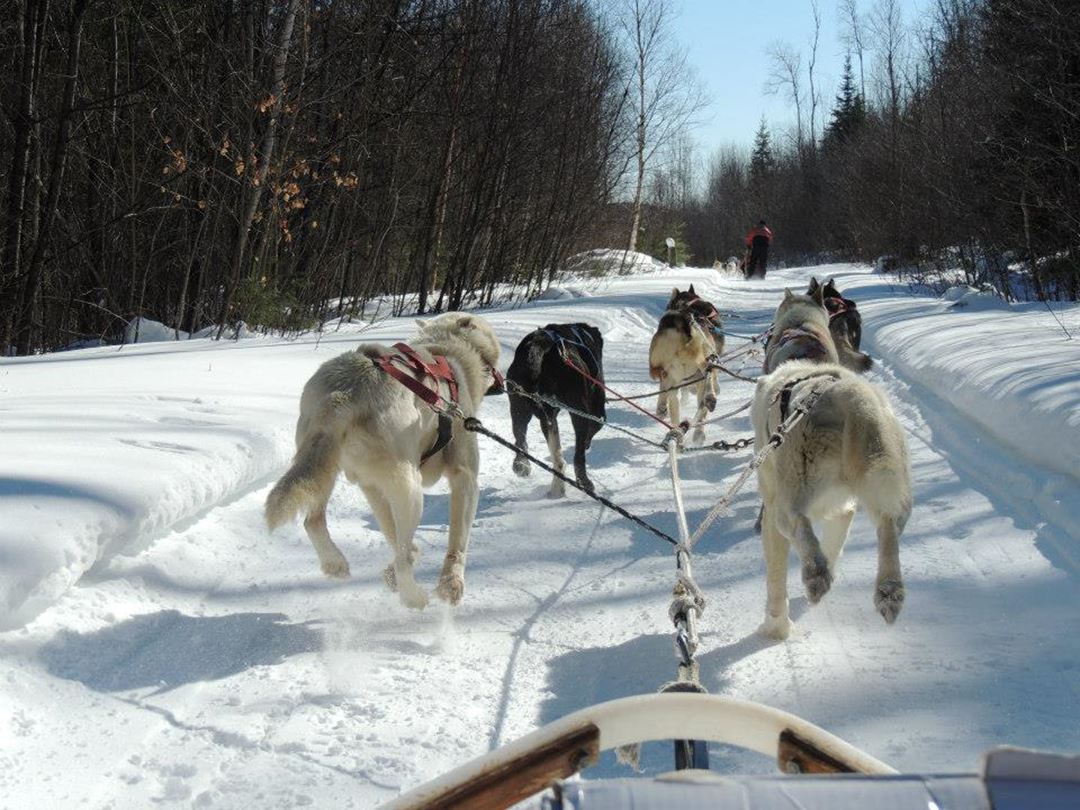 Aventure chien de traineau