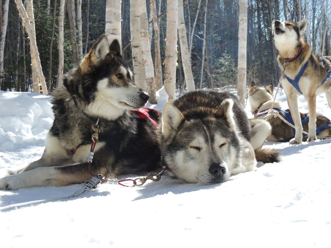 Aventure chien de traineau