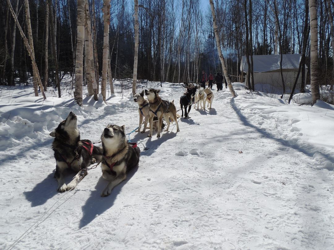Aventure chien de traineau