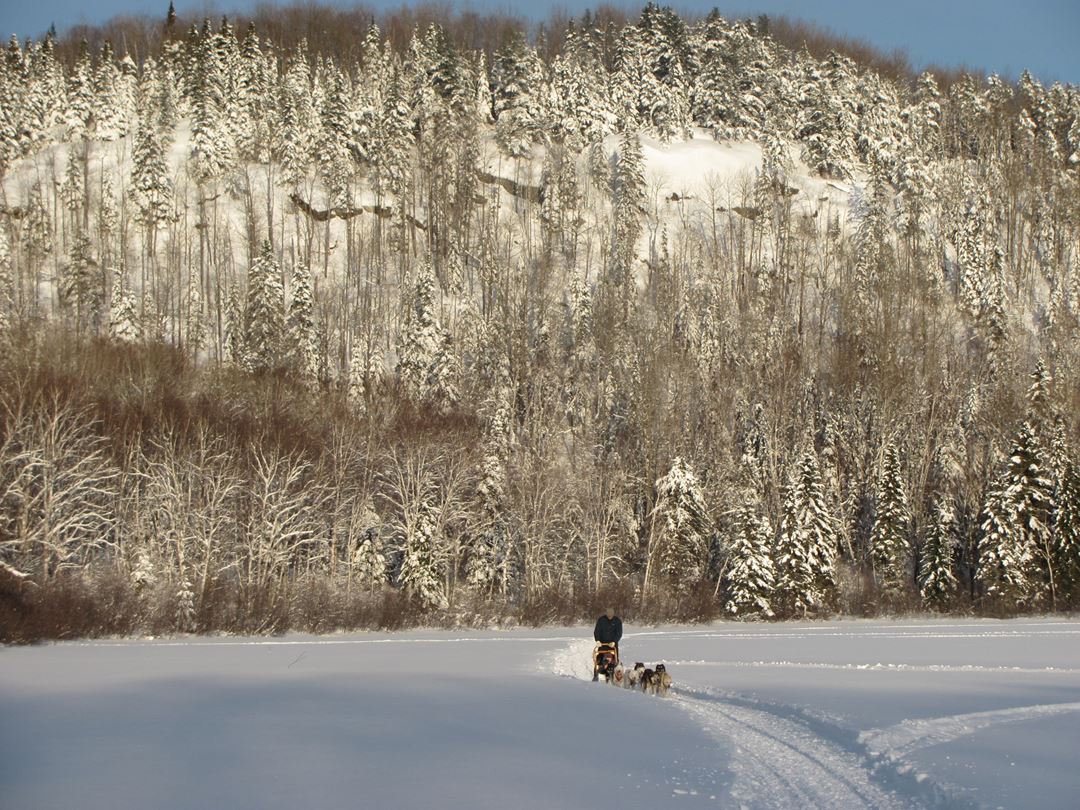 Aventure chien de traineau