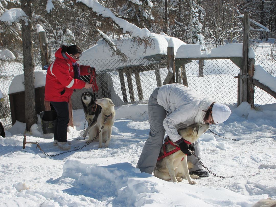 Aventure chien de traineau