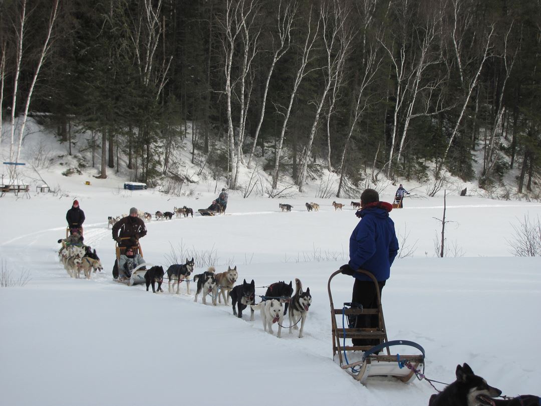 Aventure chien de traineau
