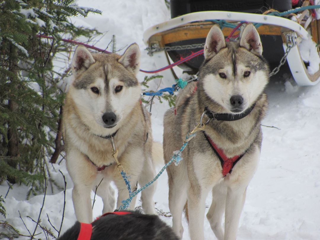 Aventure chien de traineau
