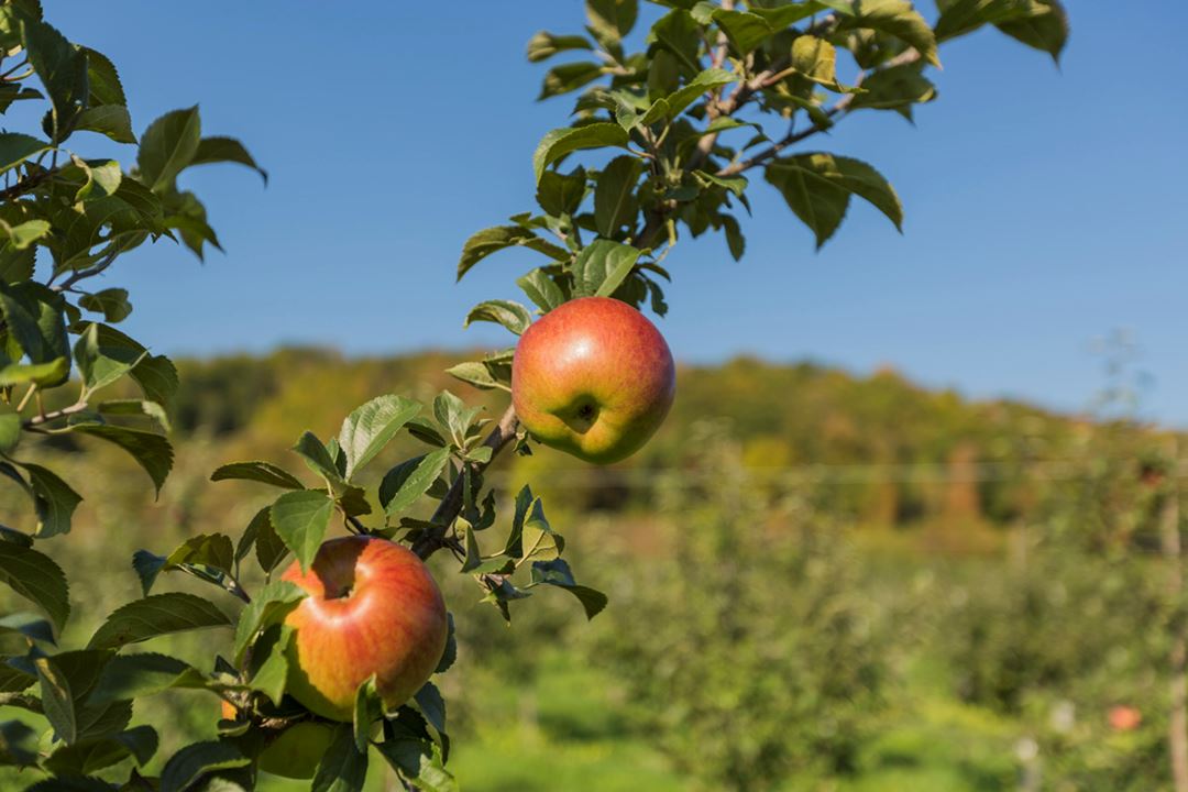 Verger de Qui sème récolte! / Cuisine Poirier