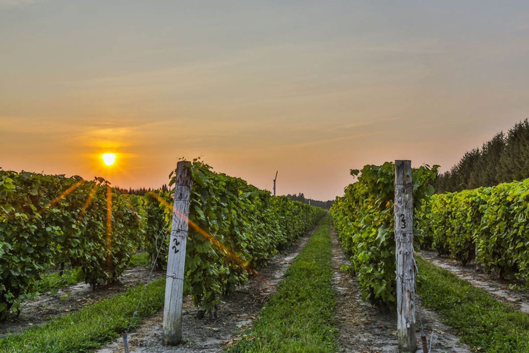 Vignoble Carone