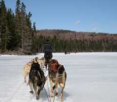 Dogsledding - Évasion nature