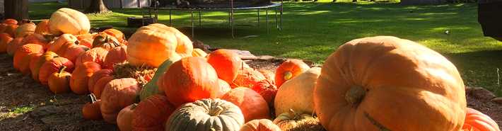 Pumpkins and squash of La brouette à légumes... citrouilles et sorcellerie
