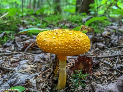 champignon lanaudière