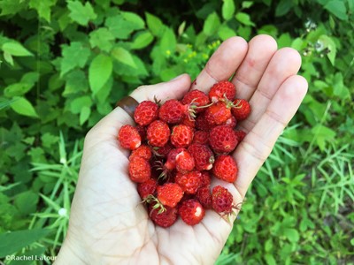 fraises des champs
