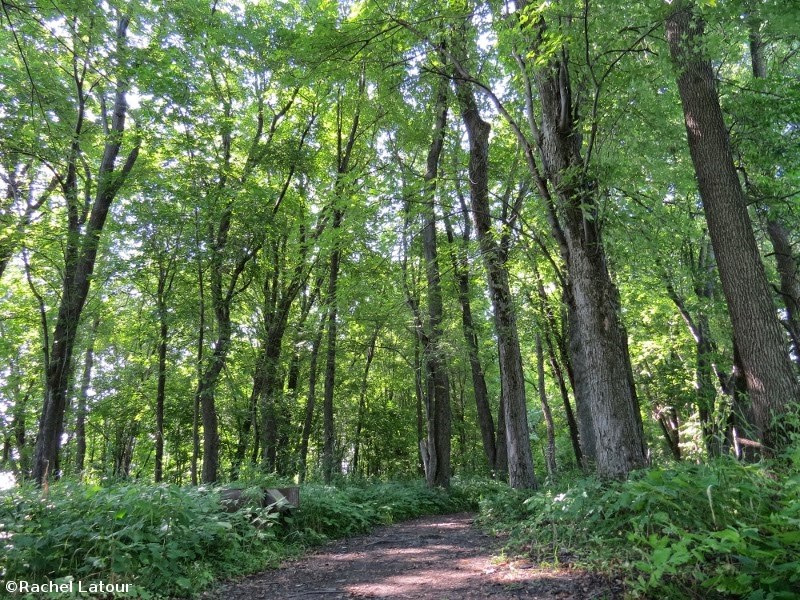 forêt scirbi forêt scirbi