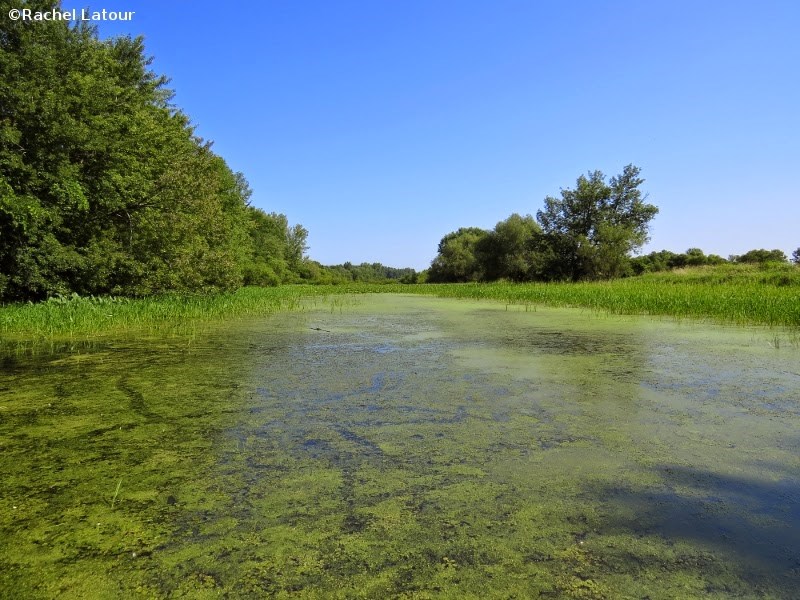 marais île du Milieu marais île du Milieu