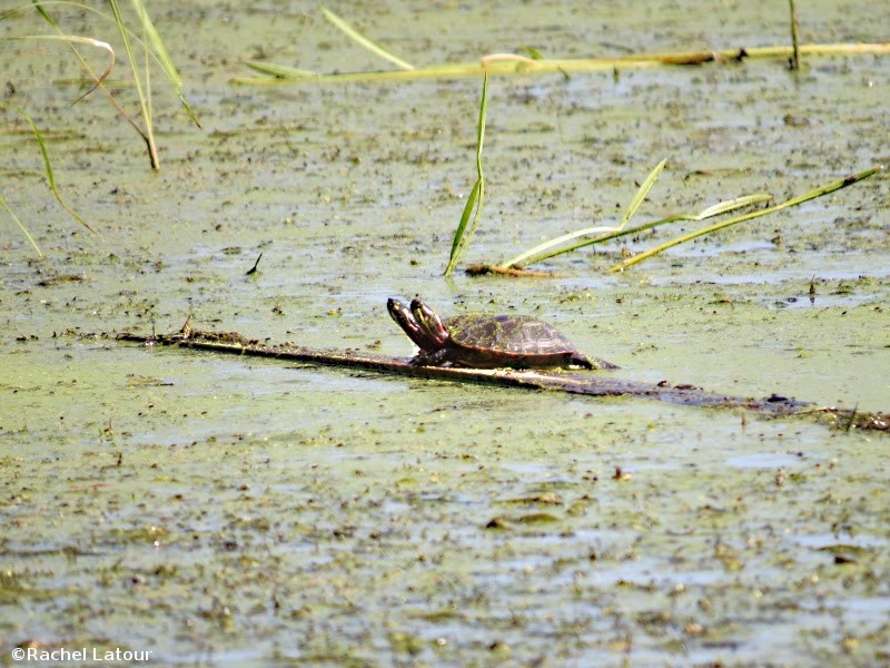 tortues marais scirbi tortues marais scirbi